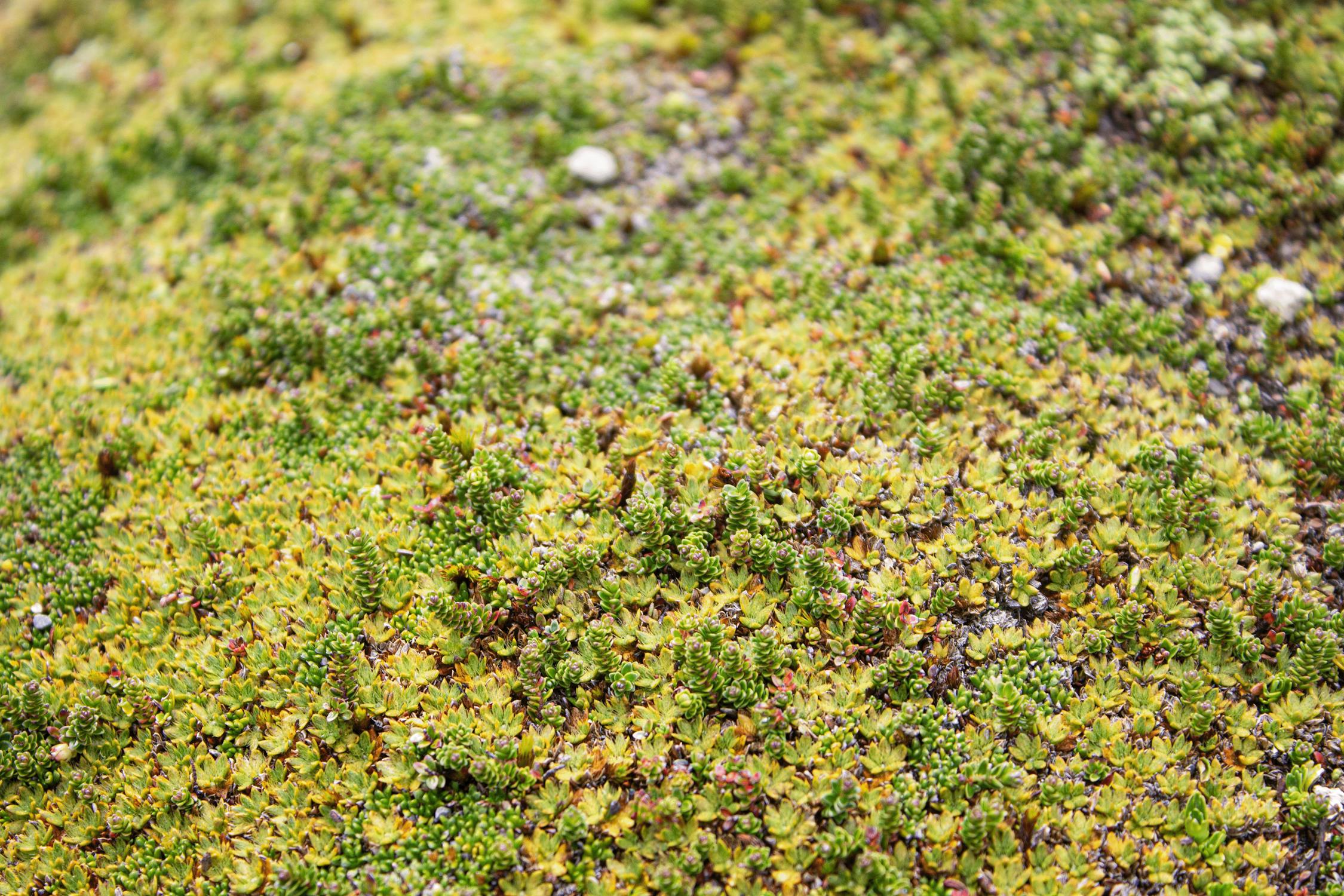 Sedum dak groene huis